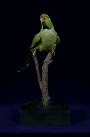 紅額綠鸚鵡藏品圖，第4張